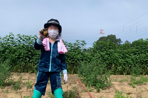 芋ほり
